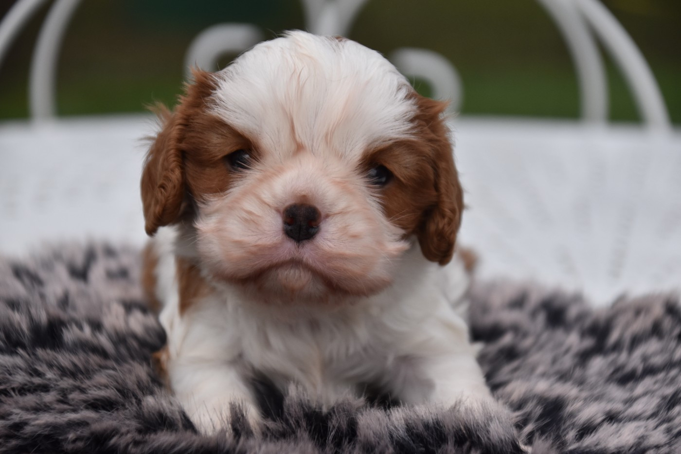 Du Repère Des Poilus - Chiots disponibles - Cavalier King Charles Spaniel