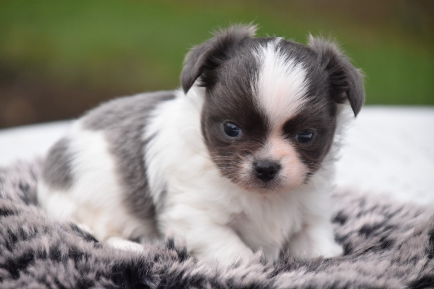 Du Repère Des Poilus - Chiots disponibles - Chihuahua