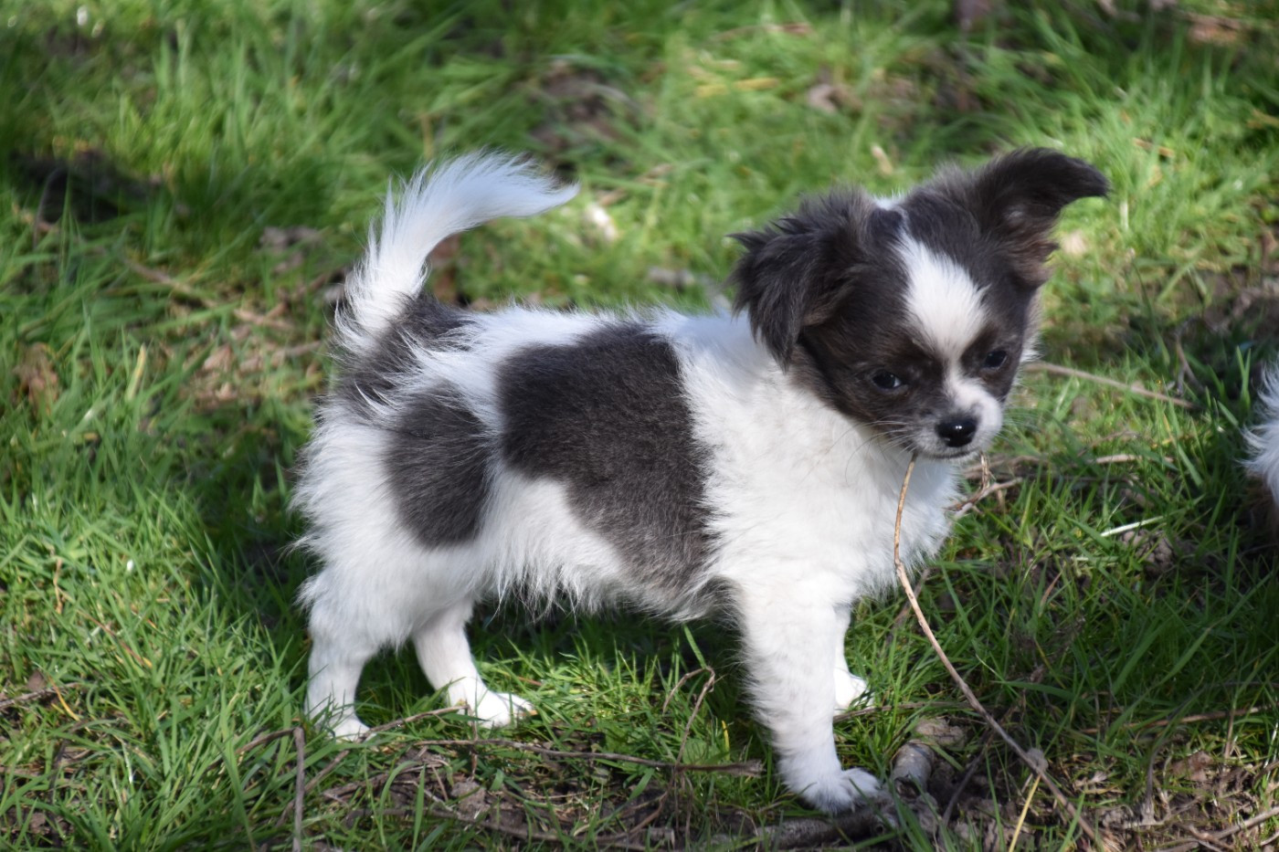 Du Repère Des Poilus - Chiots disponibles - Chihuahua