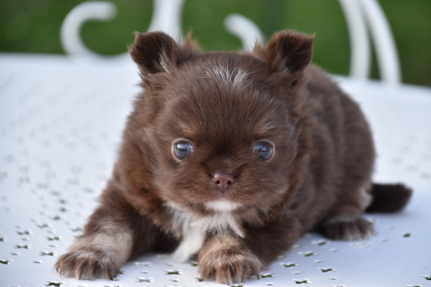 Du Repère Des Poilus - Chiots disponibles - Chihuahua