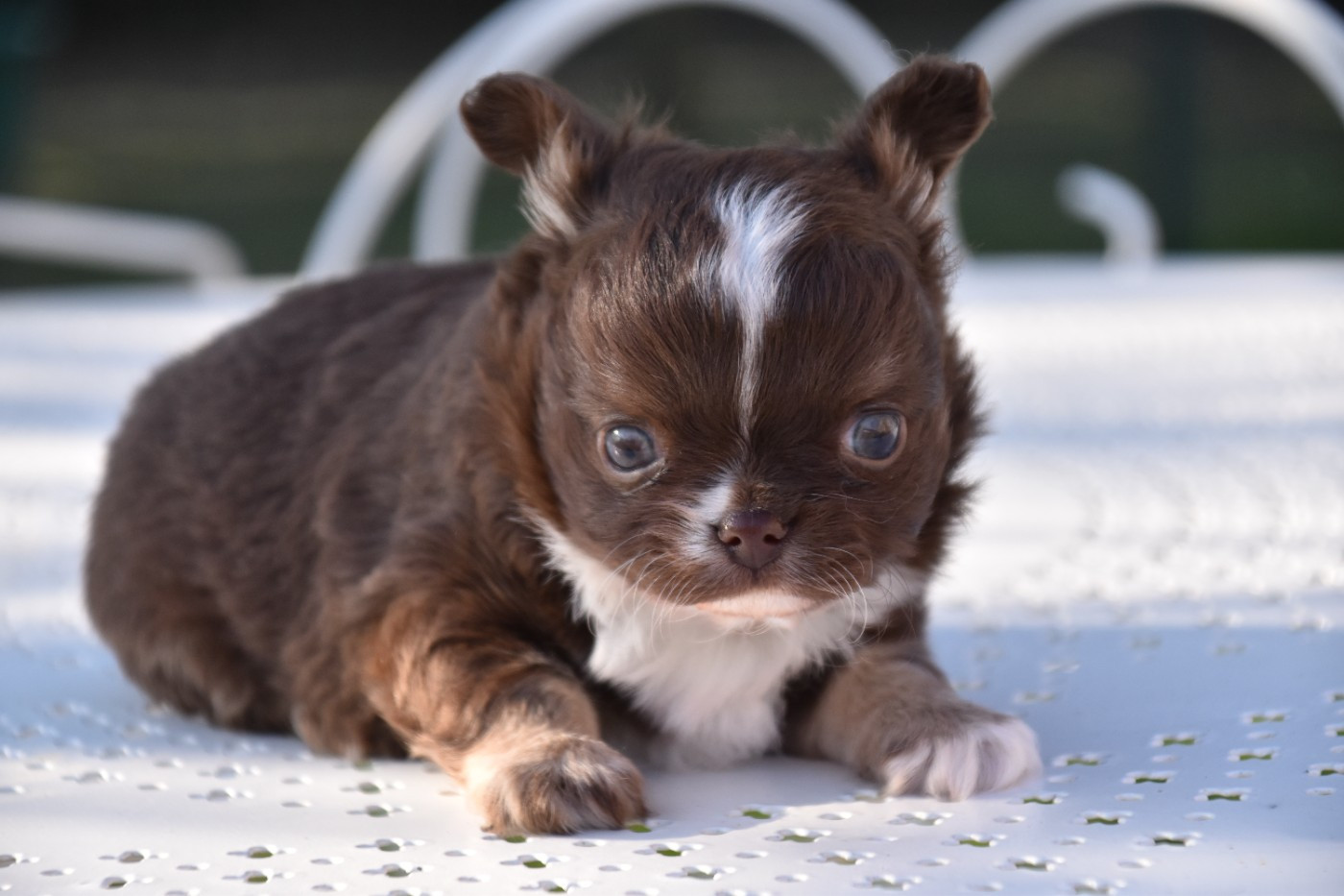 Du Repère Des Poilus - Chiots disponibles - Chihuahua