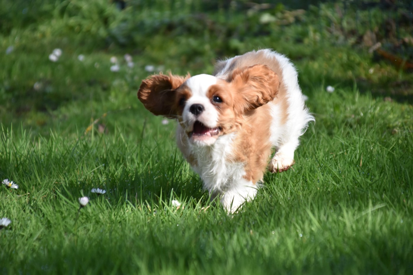Du Repère Des Poilus - Chiots disponibles - Cavalier King Charles Spaniel