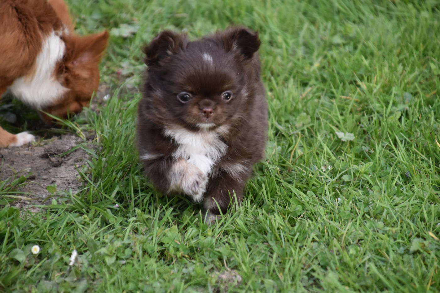Du Repère Des Poilus - Chiots disponibles - Chihuahua