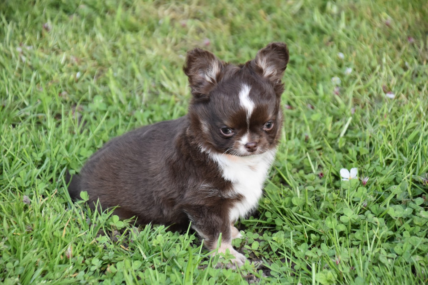 Du Repère Des Poilus - Chiots disponibles - Chihuahua