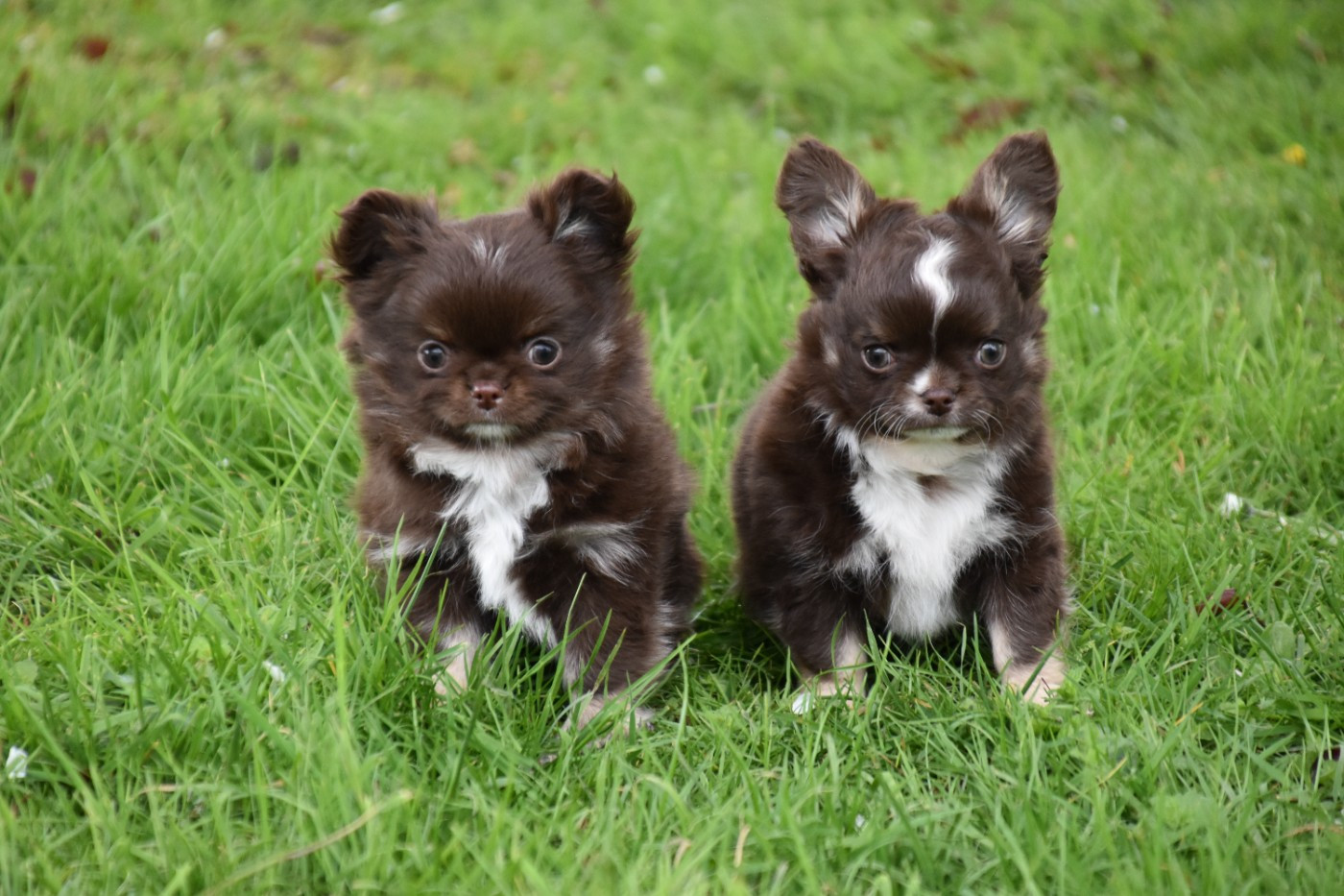 Chiot Chihuahua Du Repère Des Poilus