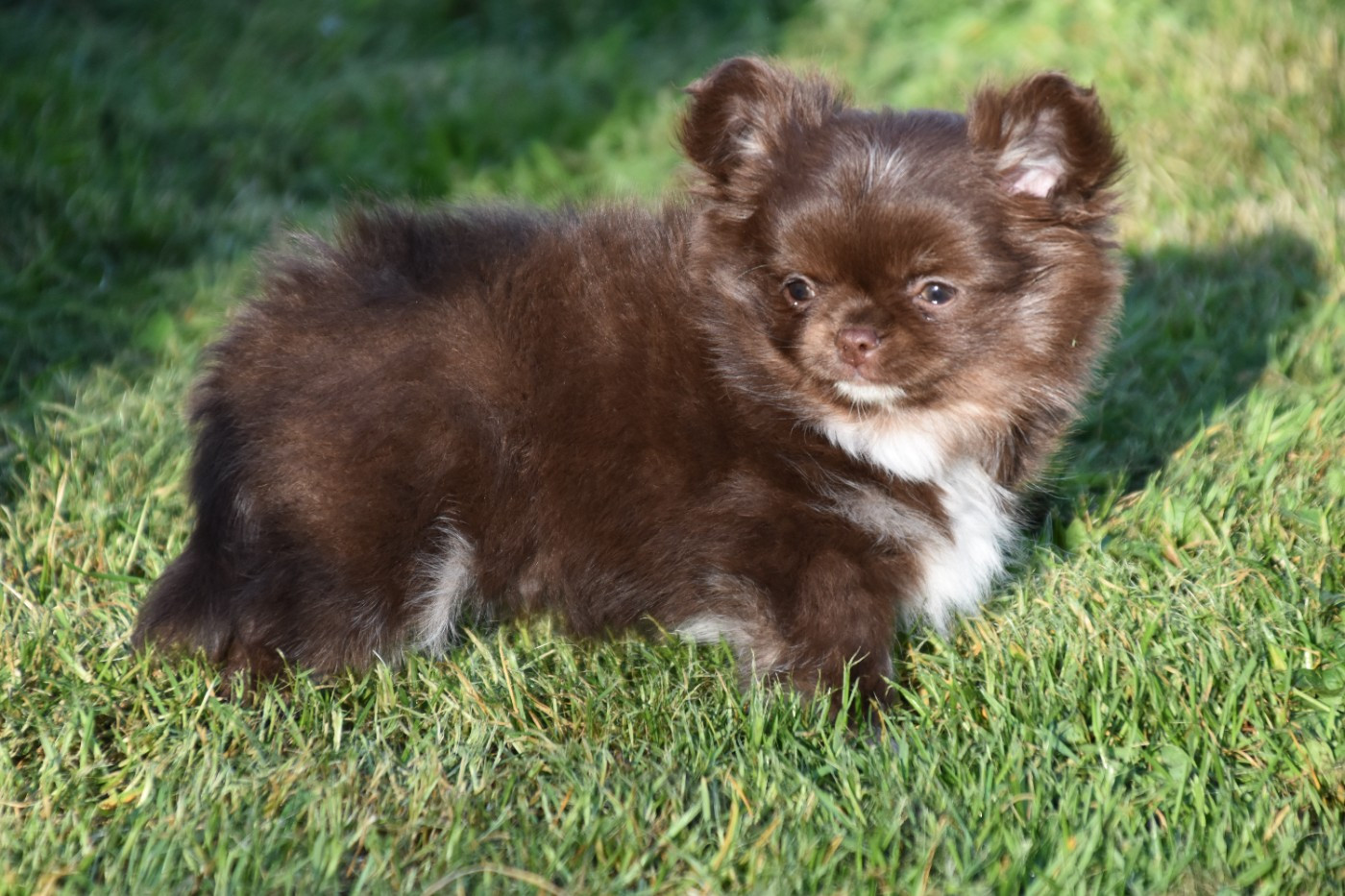 Du Repère Des Poilus - Chiots disponibles - Chihuahua