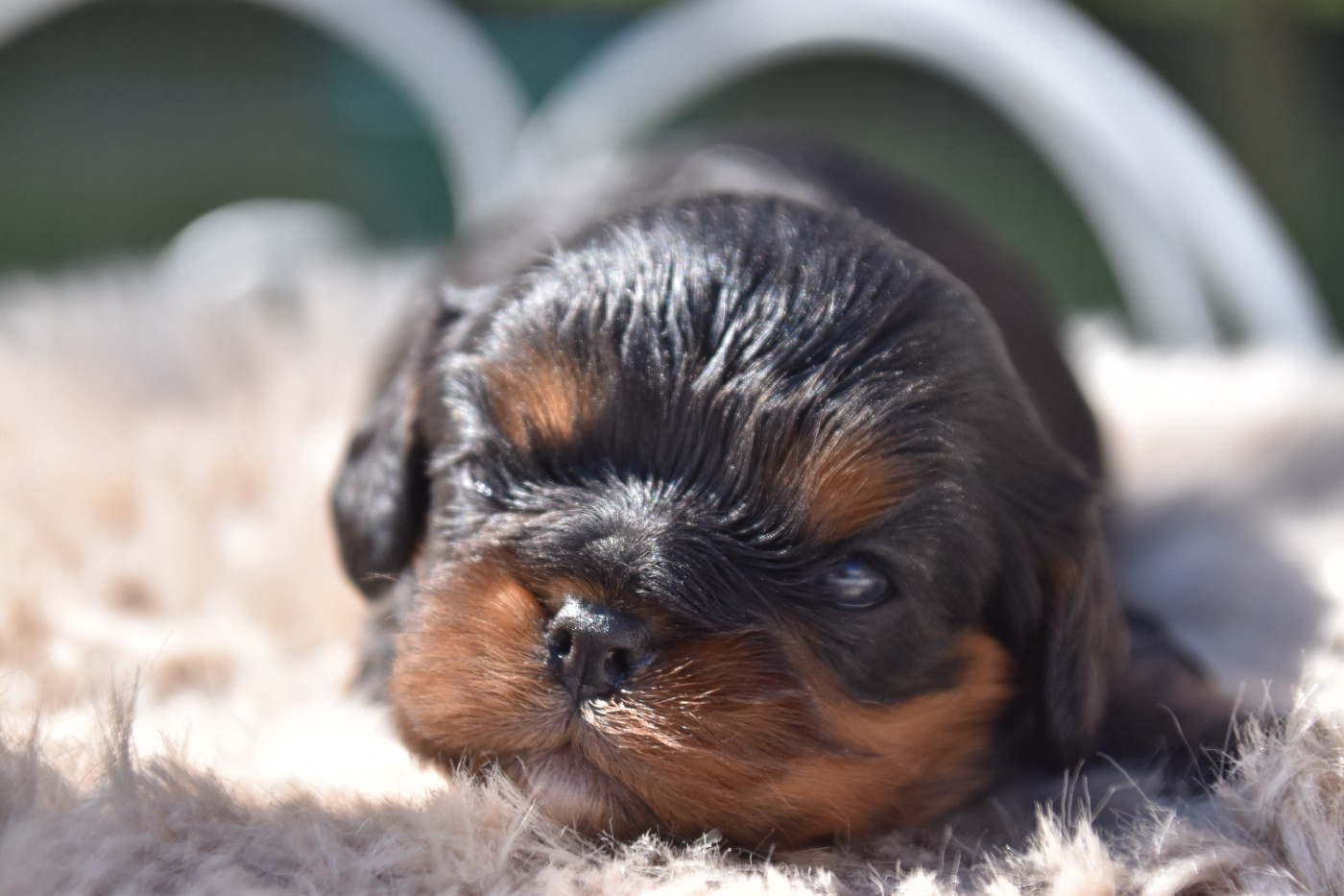 Du Repère Des Poilus - Chiots disponibles - Cavalier King Charles Spaniel