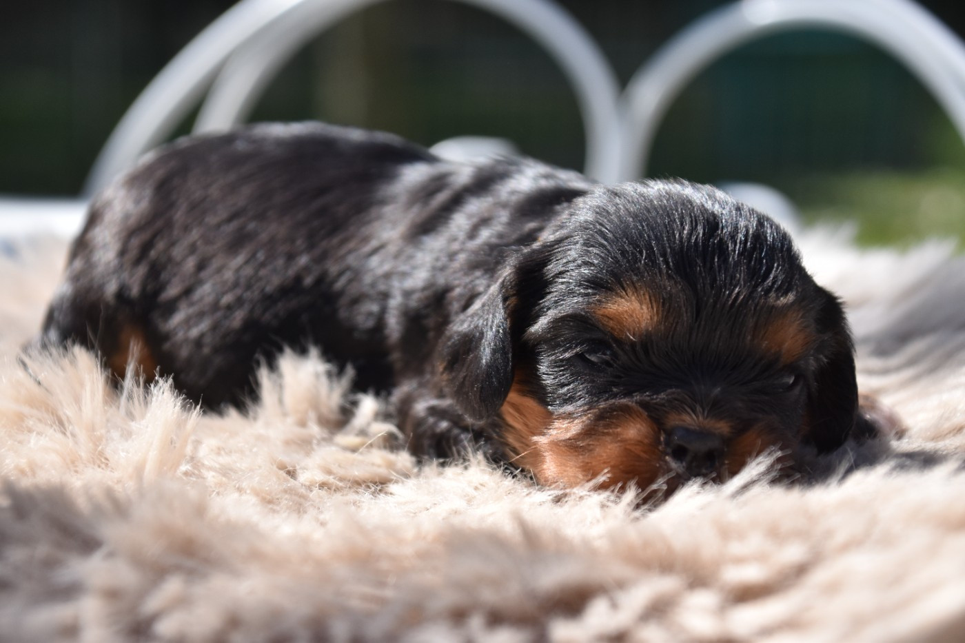 Du Repère Des Poilus - Chiots disponibles - Cavalier King Charles Spaniel