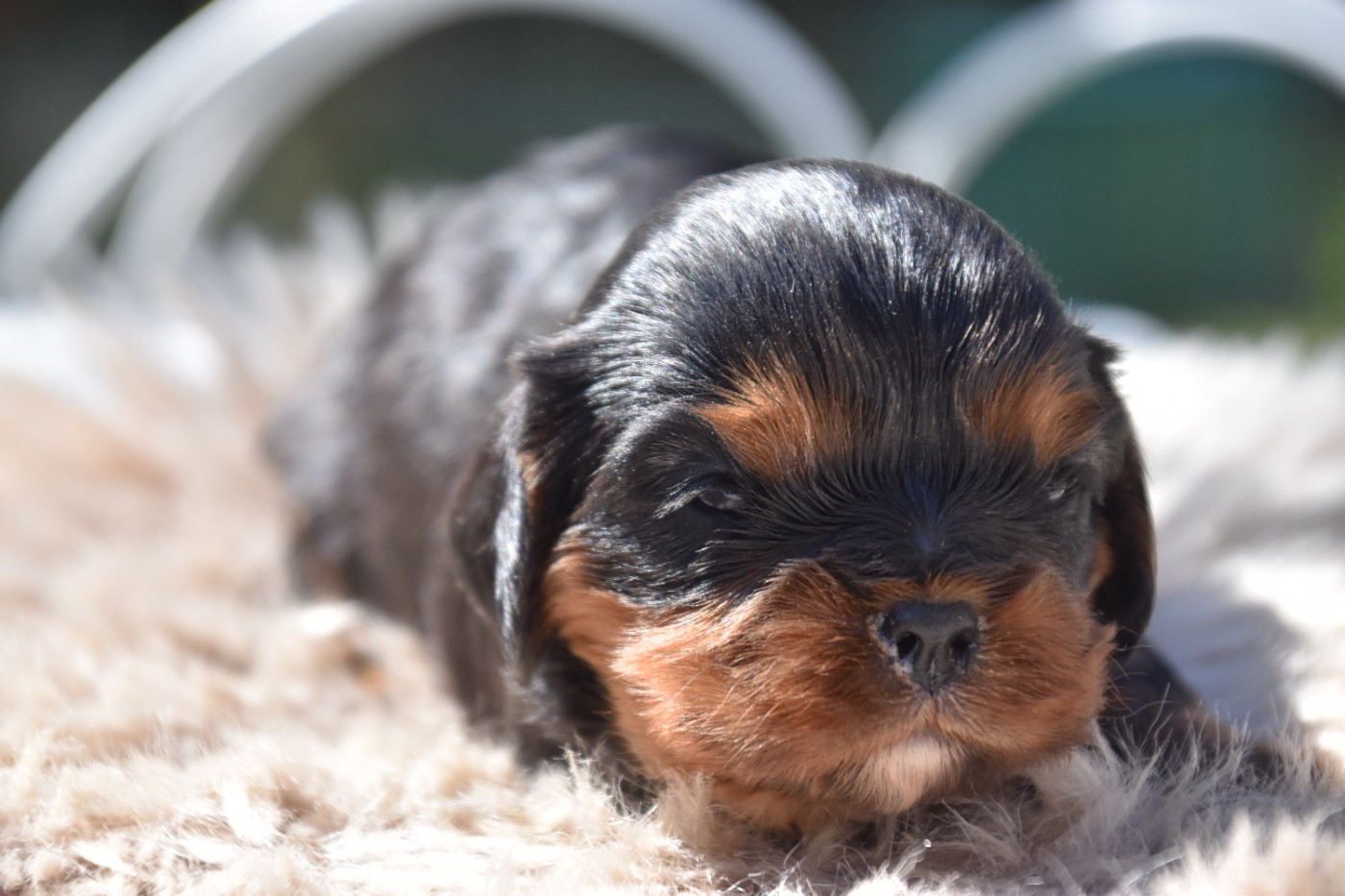 Du Repère Des Poilus - Chiots disponibles - Cavalier King Charles Spaniel