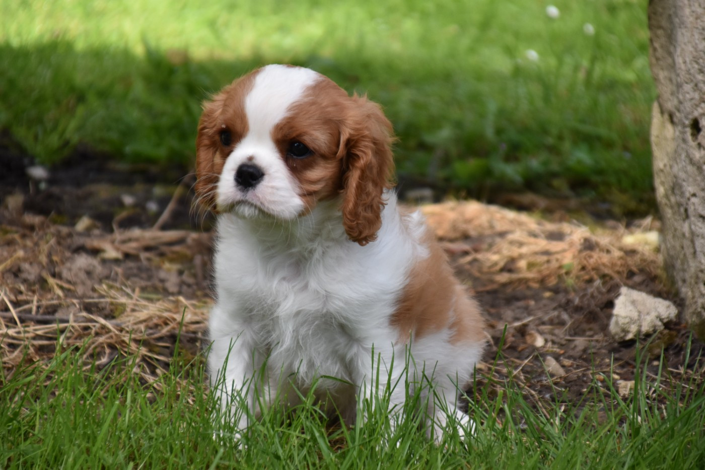 Du Repère Des Poilus - Cavalier King Charles Spaniel - Portée née le 17/03/2026