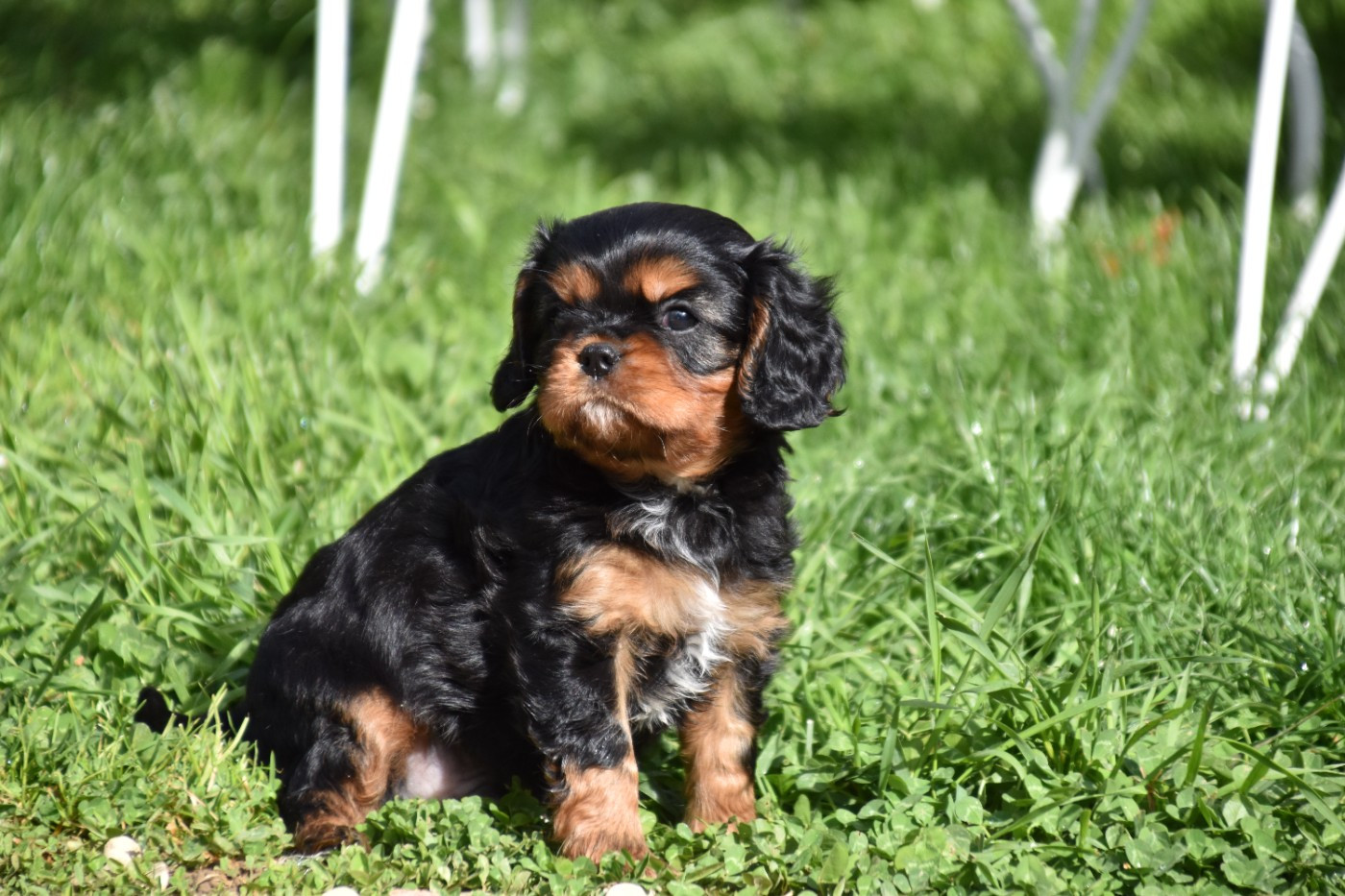 Du Repère Des Poilus - Chiots disponibles - Cavalier King Charles Spaniel