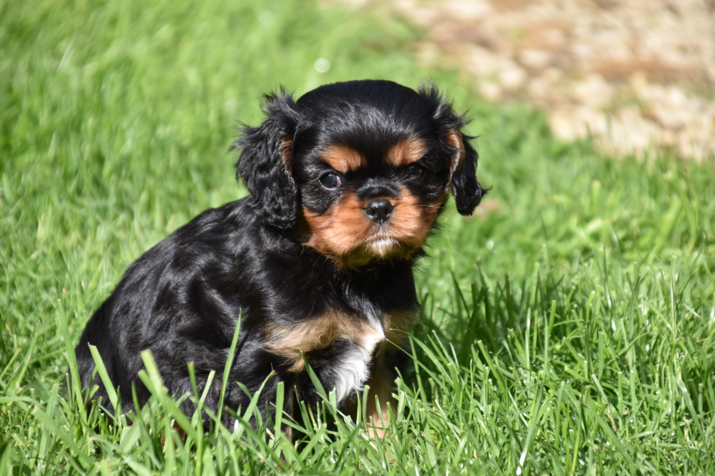 Du Repère Des Poilus - Chiots disponibles - Cavalier King Charles Spaniel