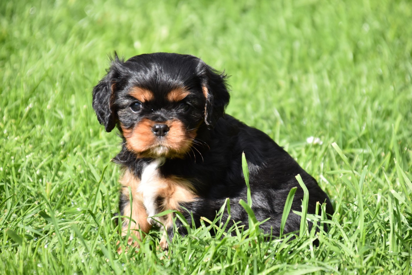 Du Repère Des Poilus - Chiots disponibles - Cavalier King Charles Spaniel