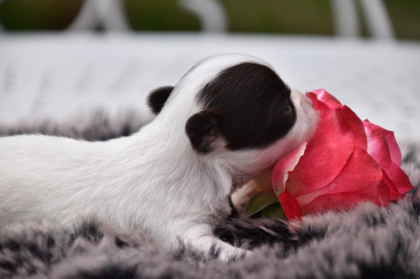 Du Repère Des Poilus - Chiots disponibles - Chihuahua