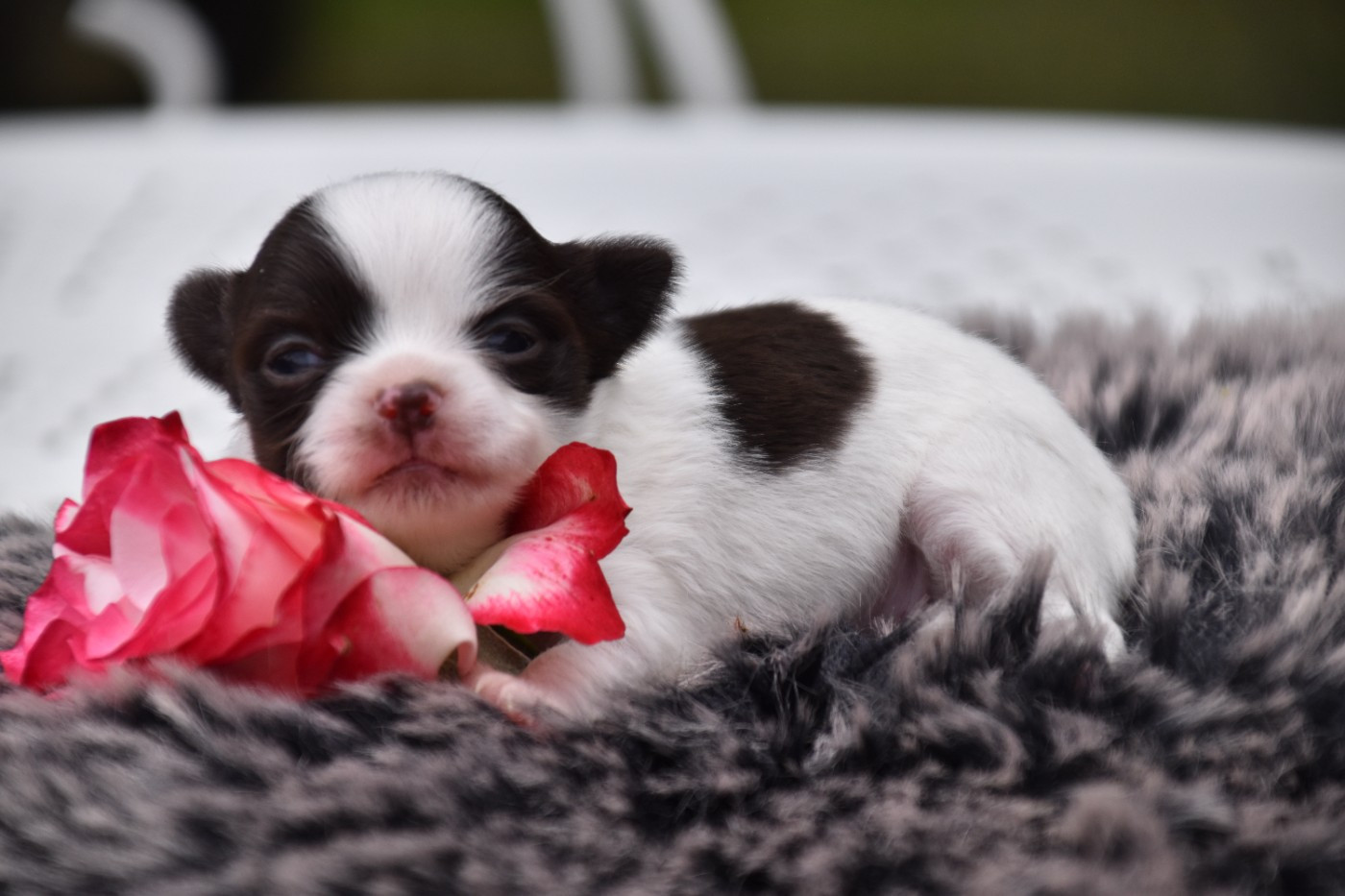 Du Repère Des Poilus - Chiots disponibles - Chihuahua