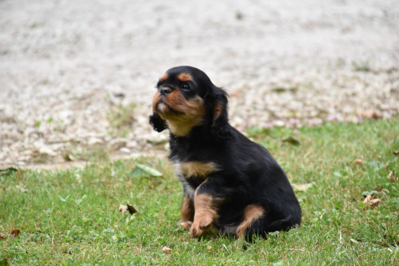 Du Repère Des Poilus - Chiots disponibles - Cavalier King Charles Spaniel