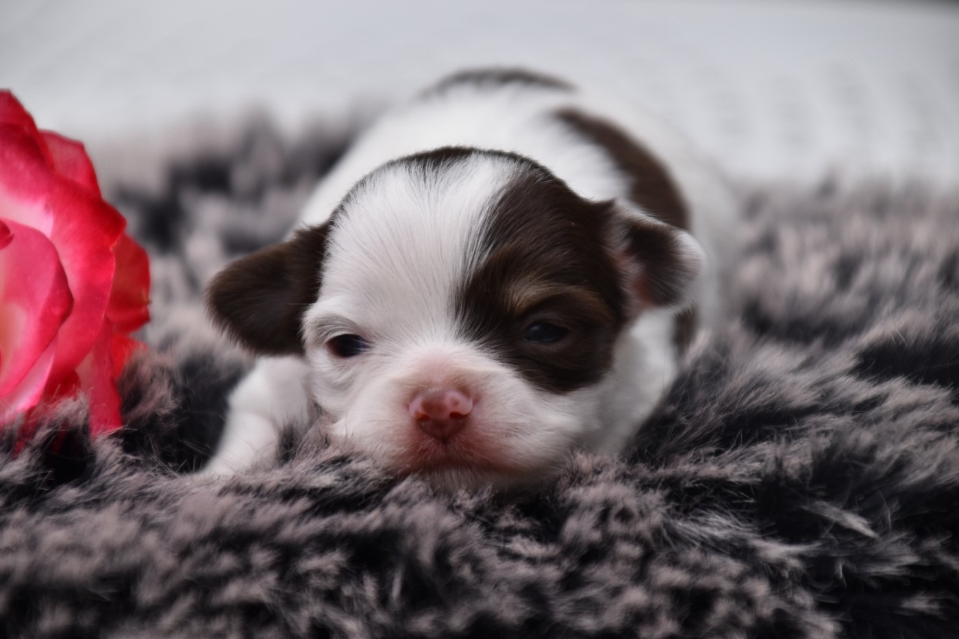 Du Repère Des Poilus - Chiots disponibles - Chihuahua