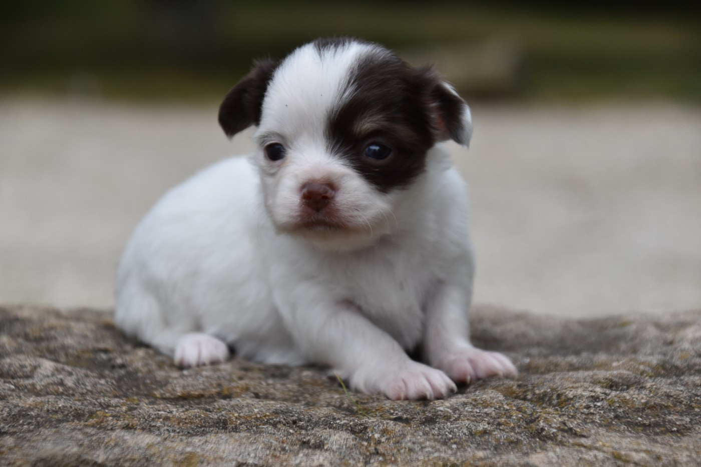 Du Repère Des Poilus - Chiots disponibles - Chihuahua