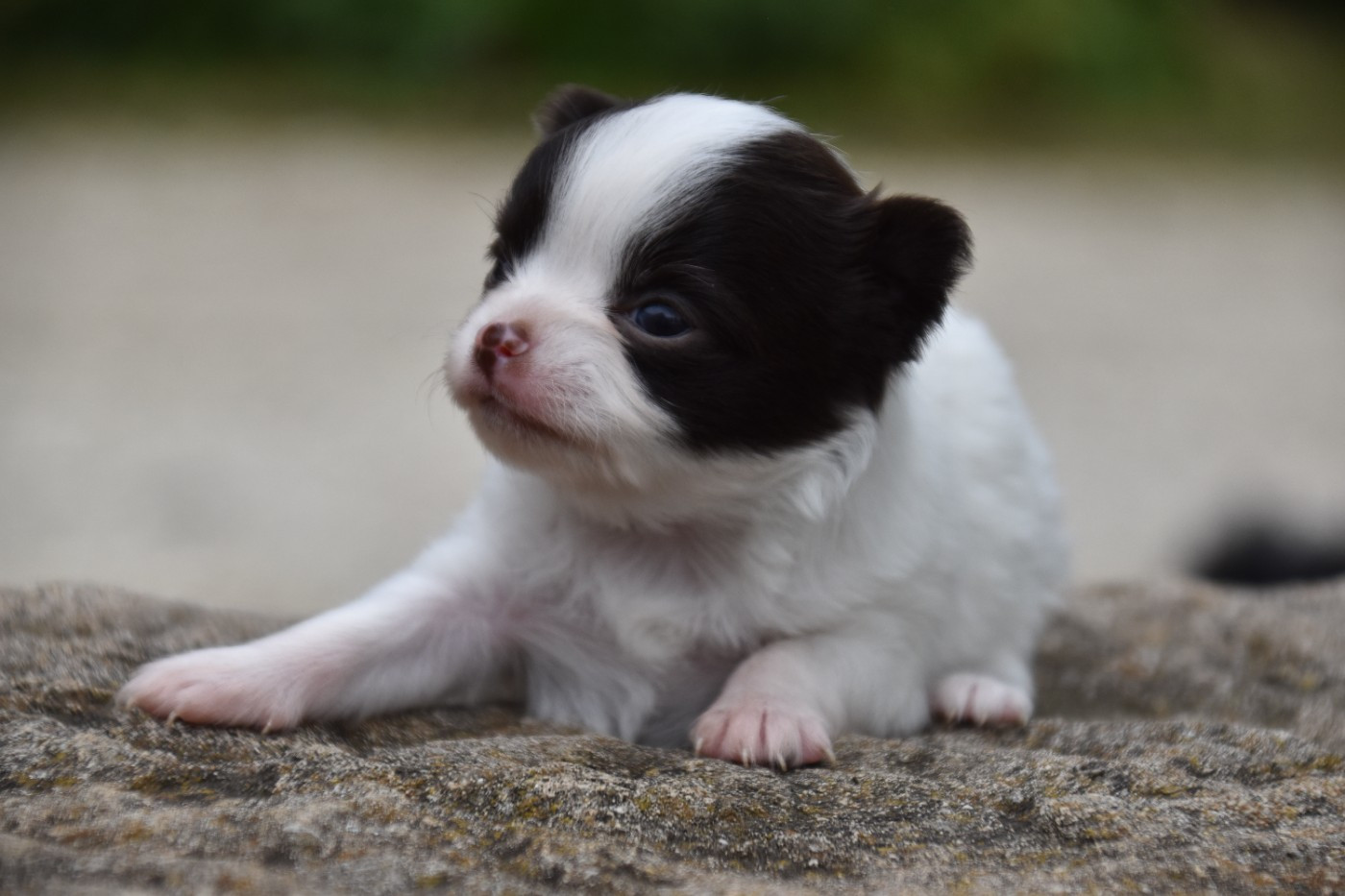 Du Repère Des Poilus - Chiots disponibles - Chihuahua