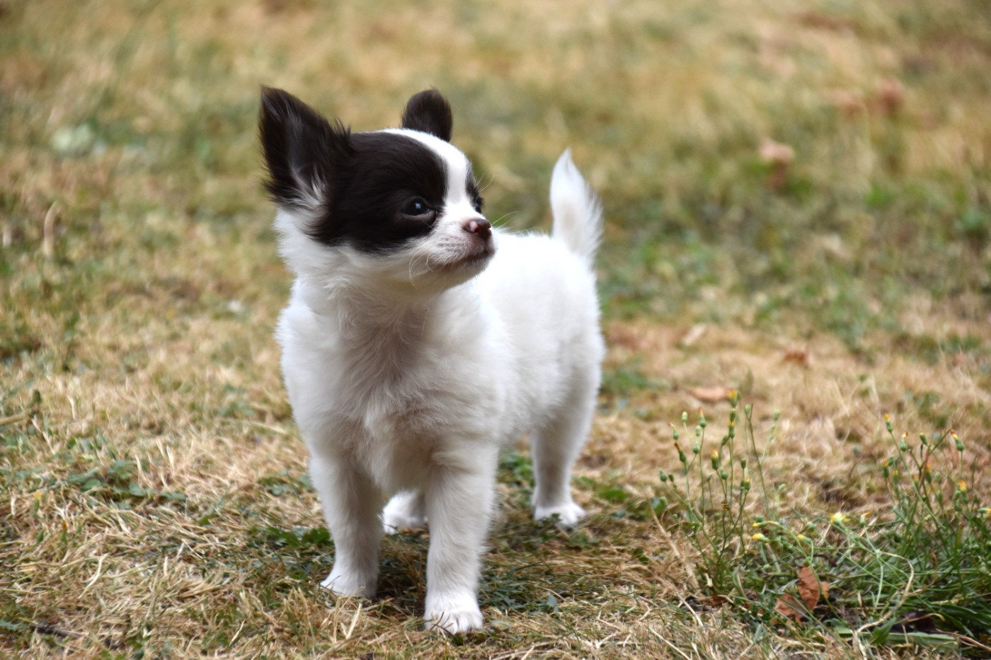 Du Repère Des Poilus - Chiots disponibles - Chihuahua