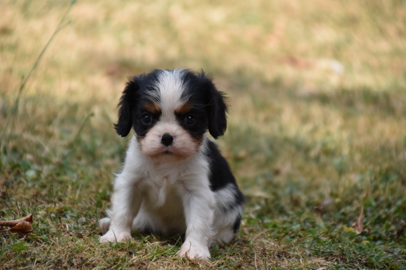 Du Repère Des Poilus - Chiots disponibles - Cavalier King Charles Spaniel
