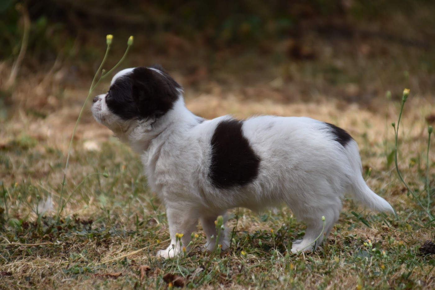 Du Repère Des Poilus - Chiots disponibles - Chihuahua