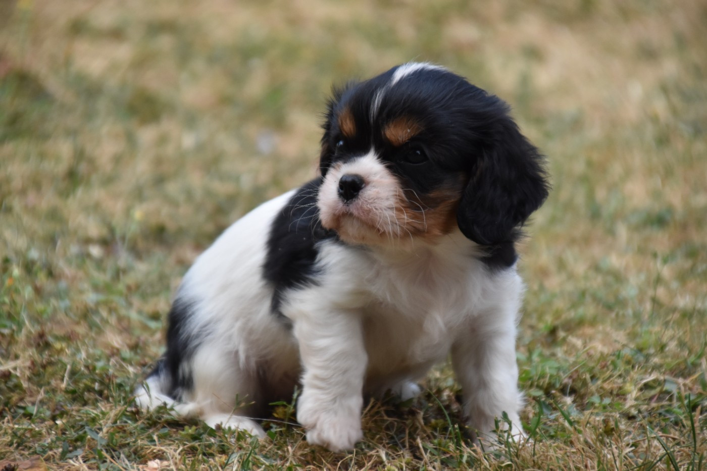 Du Repère Des Poilus - Chiots disponibles - Cavalier King Charles Spaniel