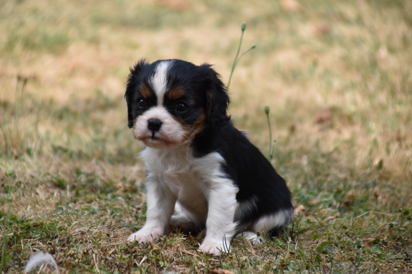 Du Repère Des Poilus - Chiots disponibles - Cavalier King Charles Spaniel