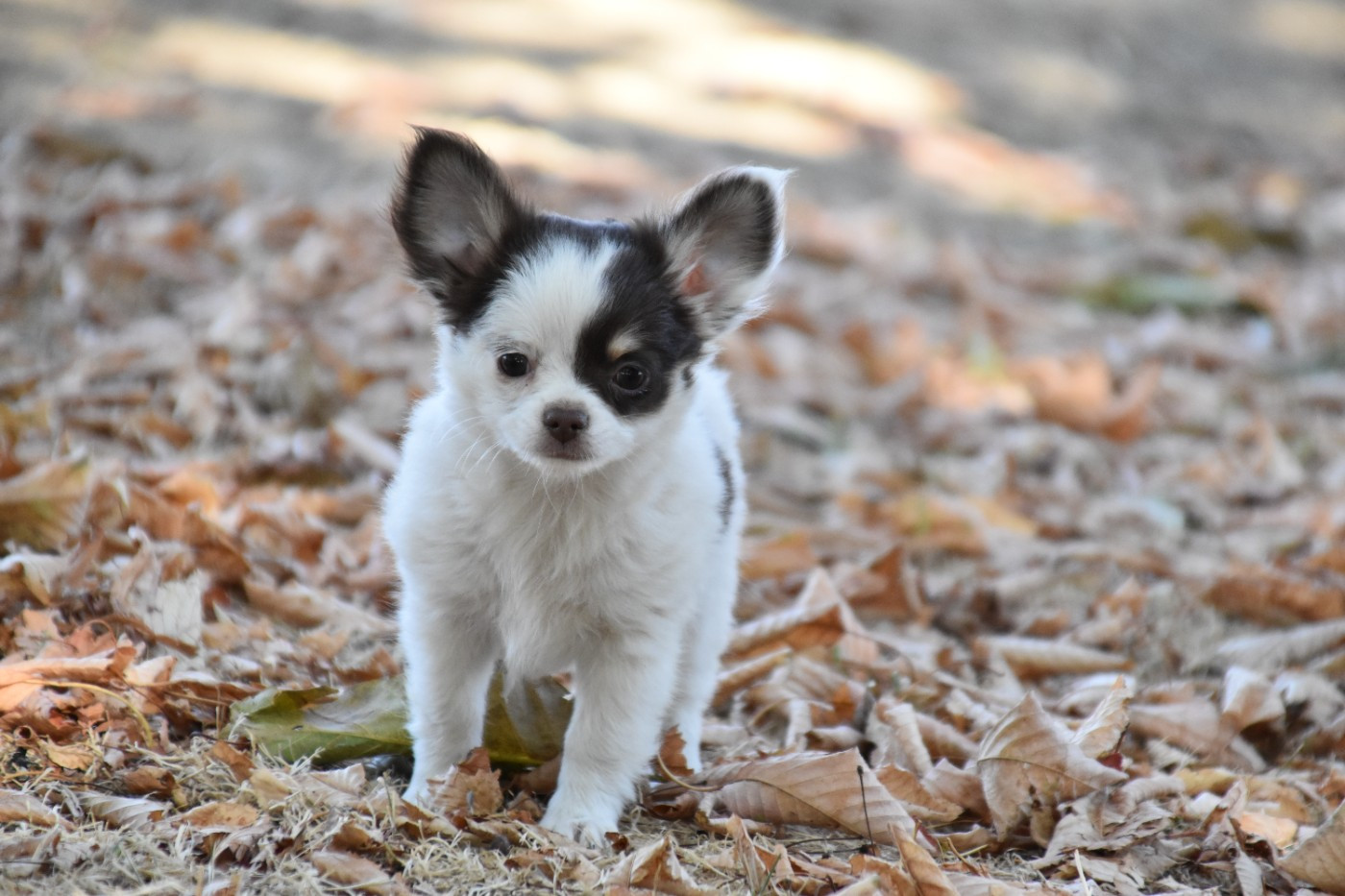 Du Repère Des Poilus - Chiots disponibles - Chihuahua