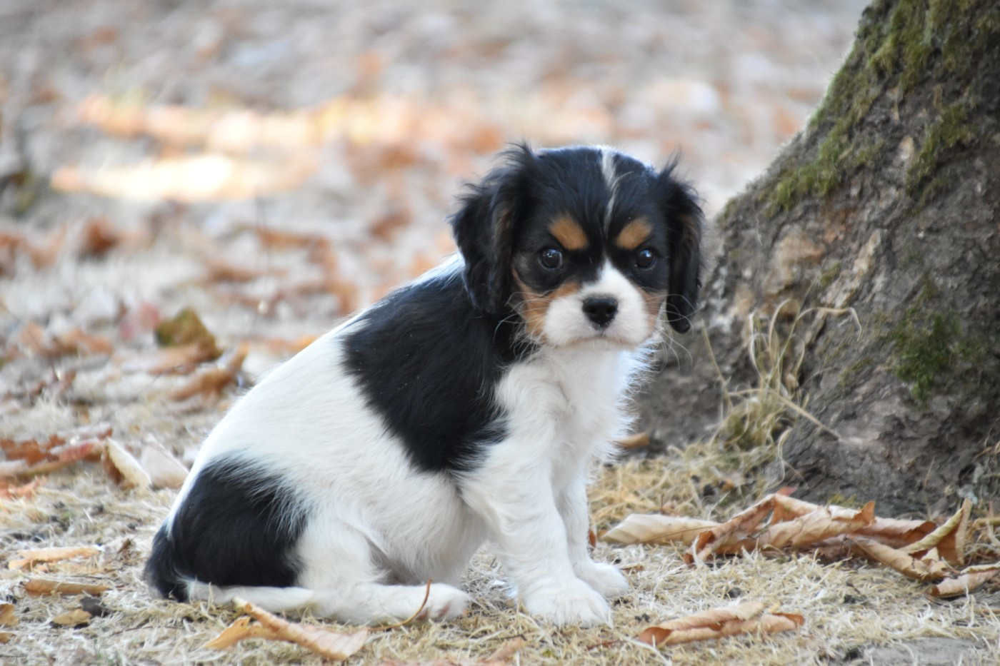 Du Repère Des Poilus - Cavalier King Charles Spaniel - Portée née le 05/06/2026