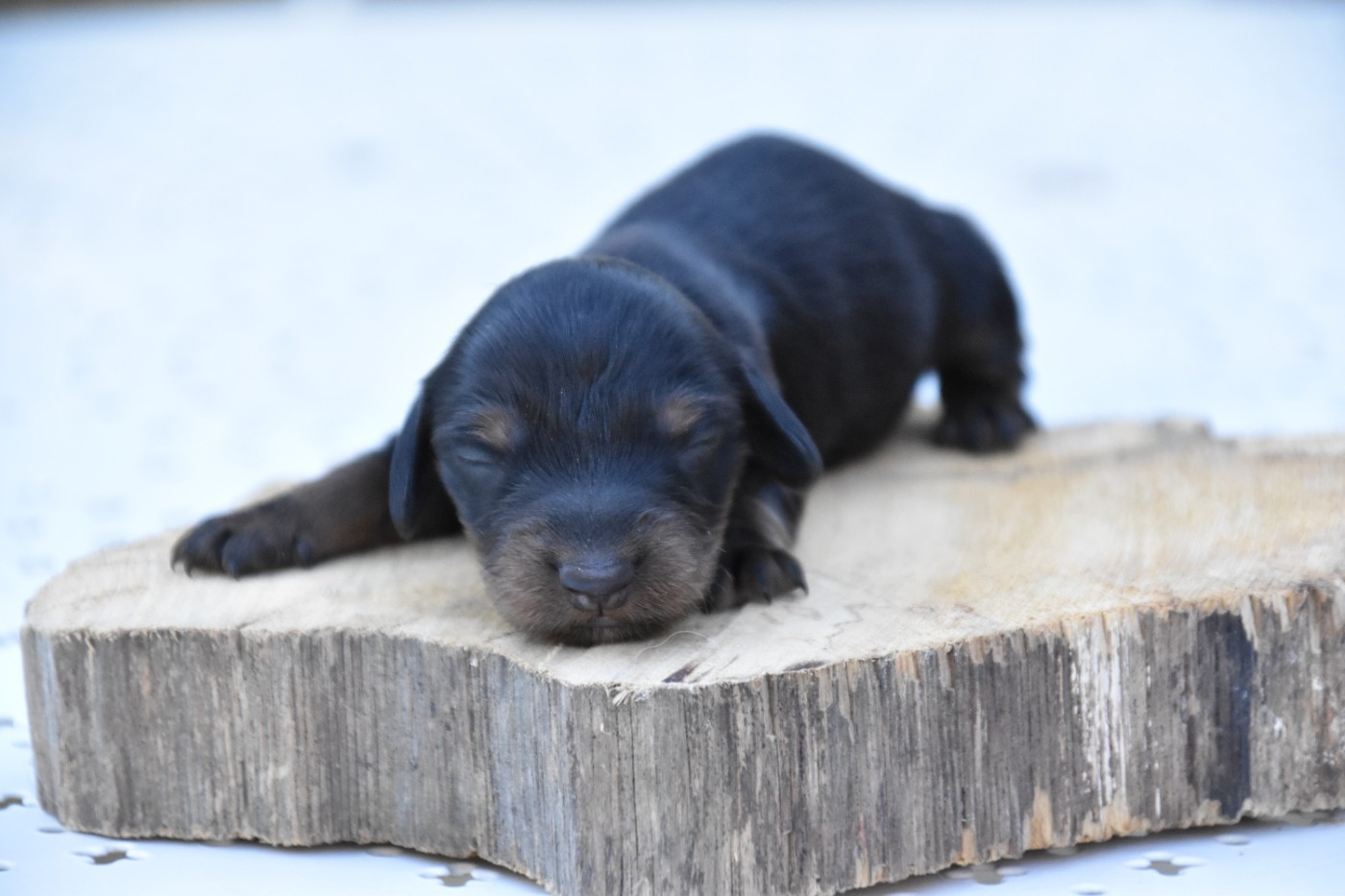 Du Repère Des Poilus - Chiots disponibles - Teckel poil long