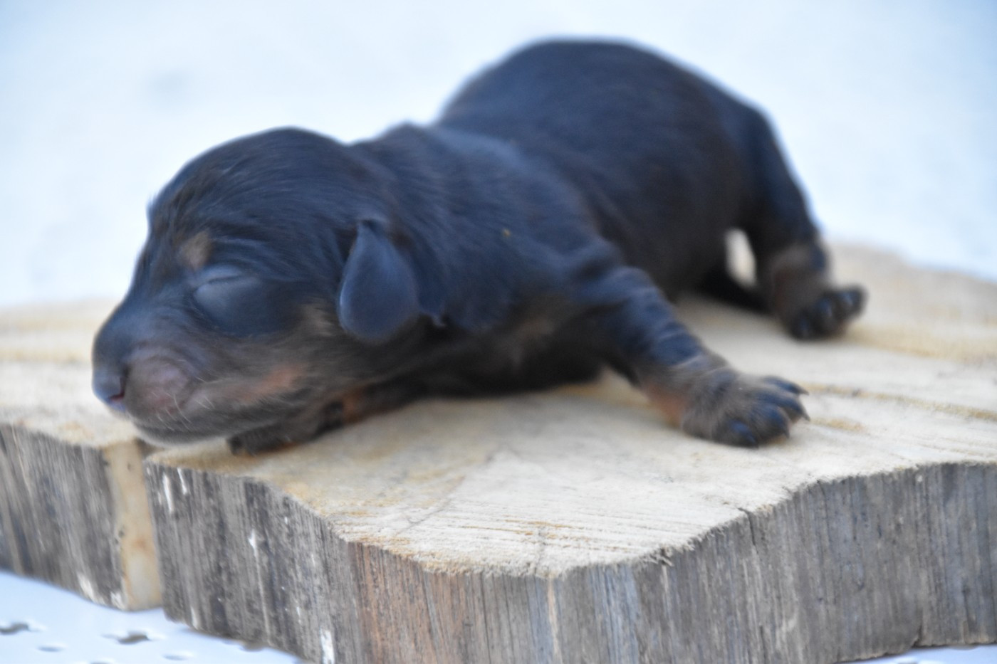 Du Repère Des Poilus - Chiots disponibles - Teckel poil long