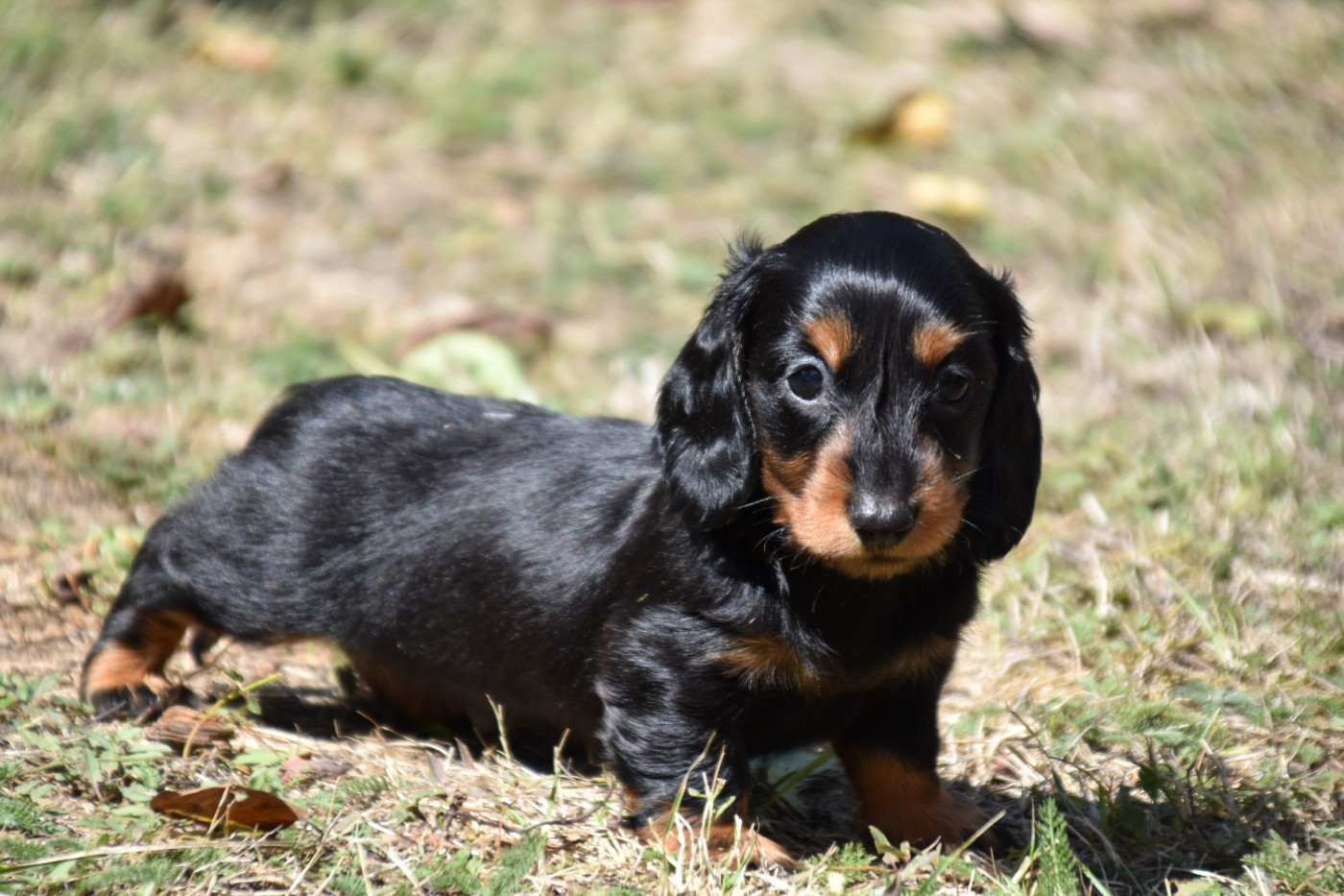 Du Repère Des Poilus - Chiots disponibles - Teckel poil long