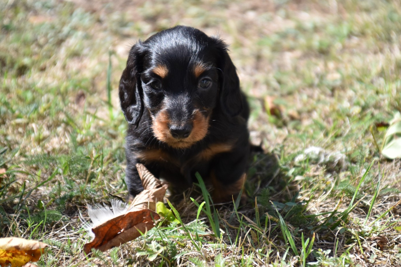 Du Repère Des Poilus - Chiots disponibles - Teckel poil long