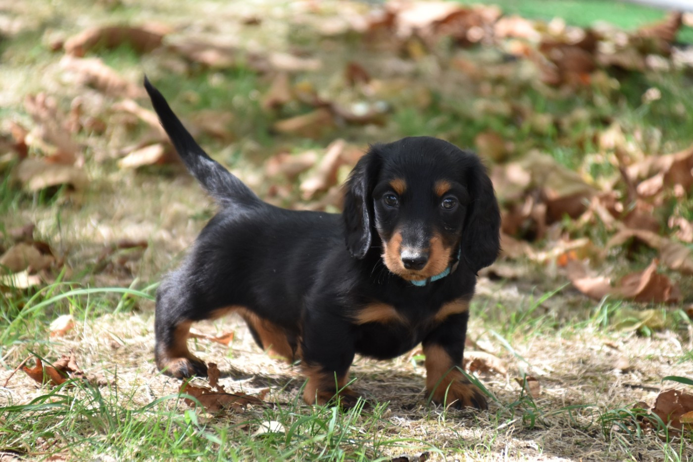 Du Repère Des Poilus - Chiots disponibles - Teckel poil long