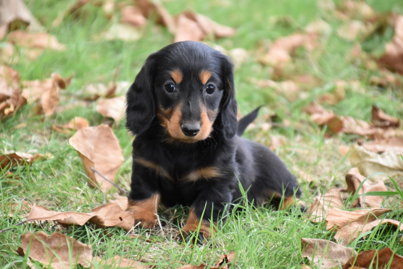 Du Repère Des Poilus - Chiots disponibles - Teckel poil long