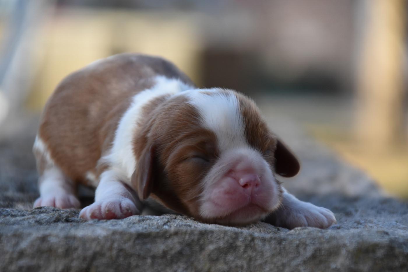 Du Repère Des Poilus - Chiots disponibles - Cavalier King Charles Spaniel