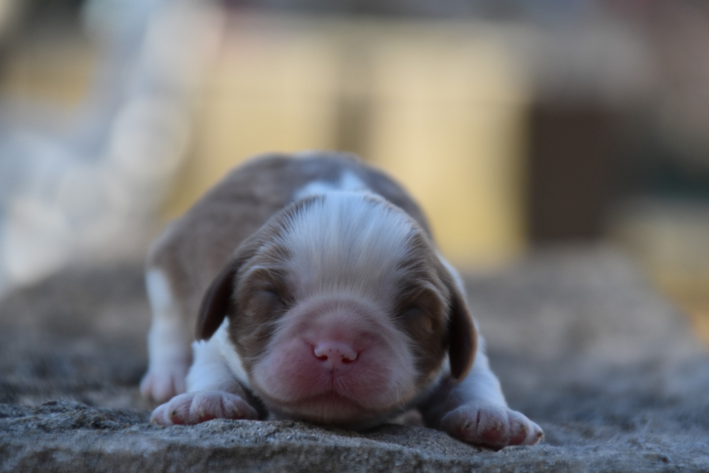 Du Repère Des Poilus - Chiots disponibles - Cavalier King Charles Spaniel