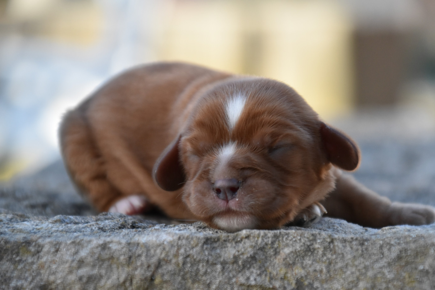 Du Repère Des Poilus - Chiots disponibles - Cavalier King Charles Spaniel
