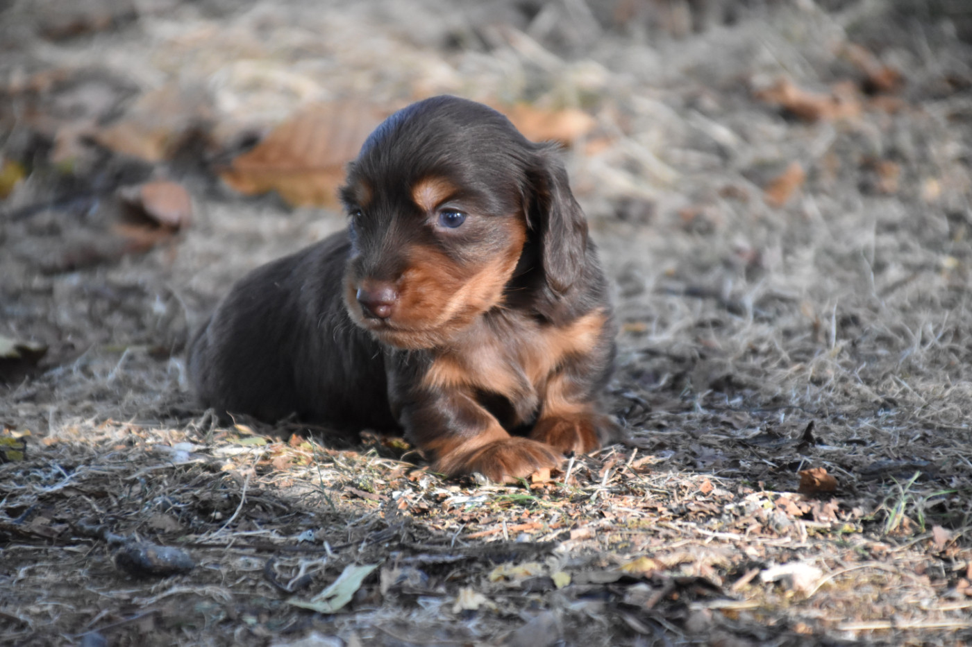 Du Repère Des Poilus - Chiots disponibles - Teckel poil long