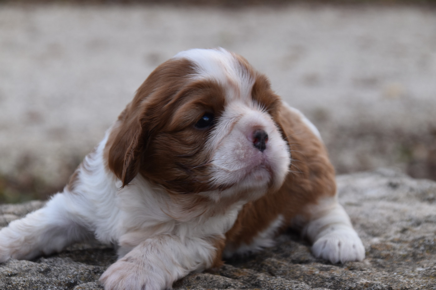 Du Repère Des Poilus - Chiots disponibles - Cavalier King Charles Spaniel