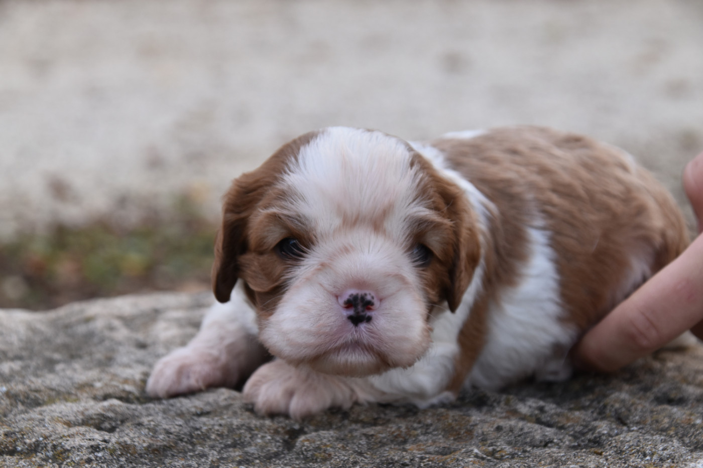Du Repère Des Poilus - Chiots disponibles - Cavalier King Charles Spaniel