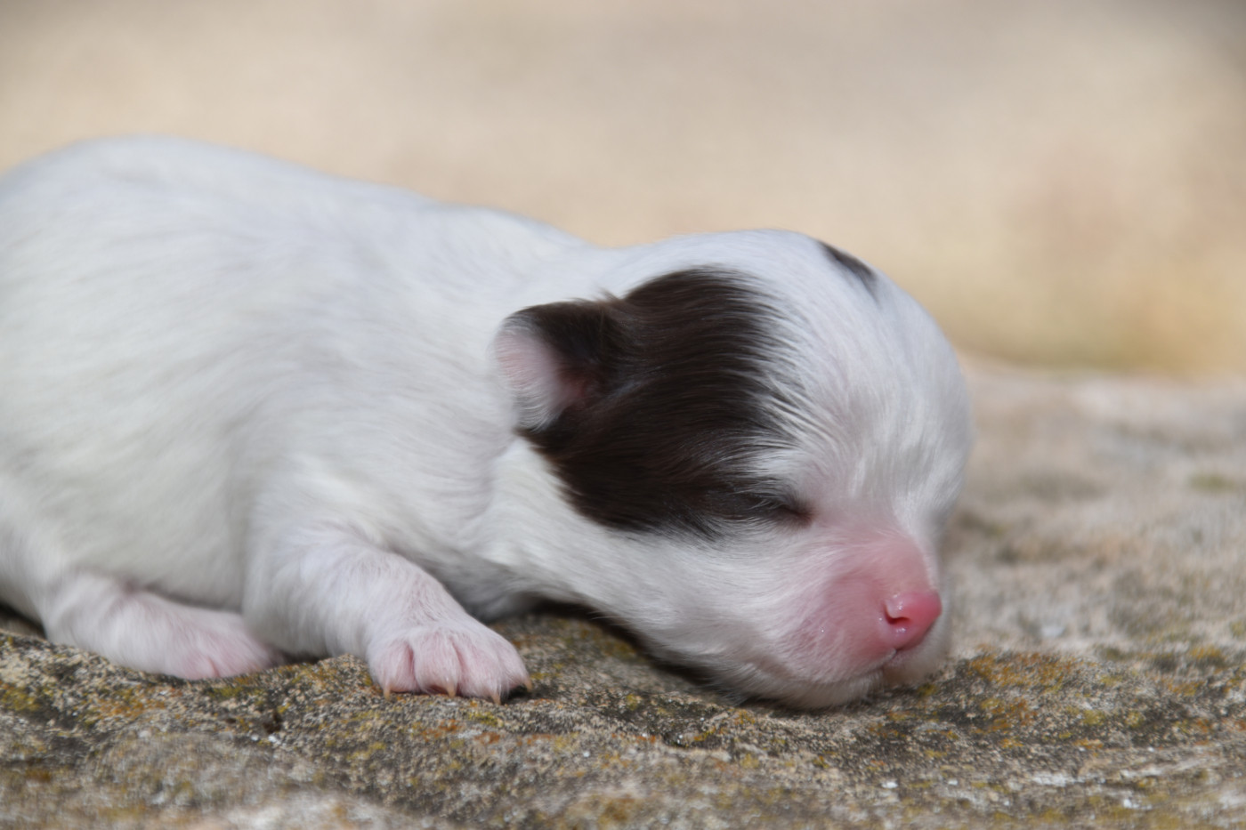 Du Repère Des Poilus - Chiots disponibles - Chihuahua