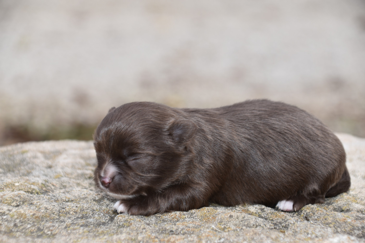 Du Repère Des Poilus - Chiots disponibles - Chihuahua