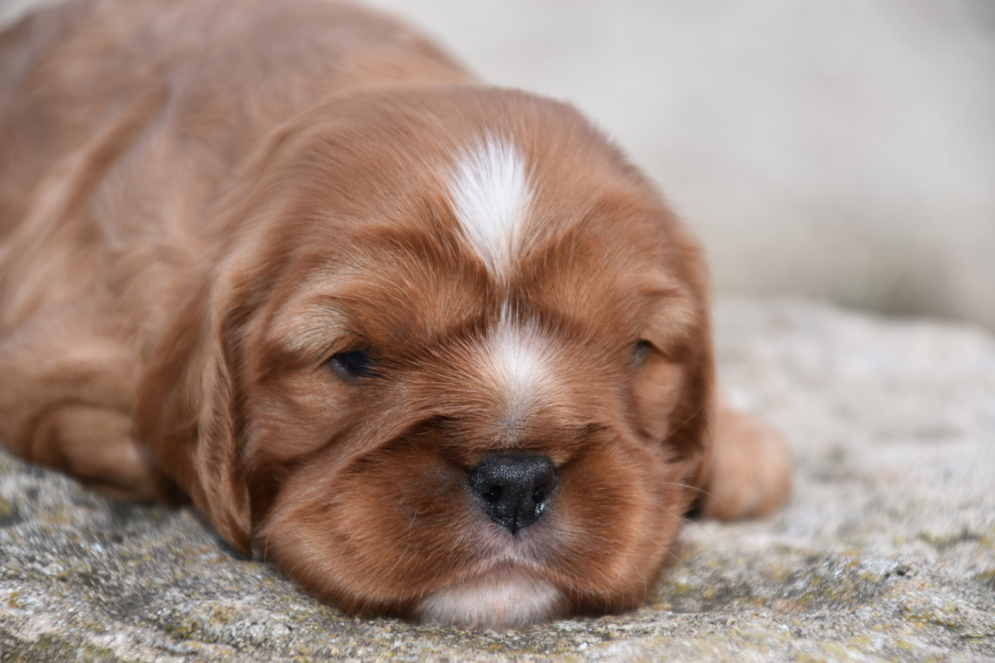 Du Repère Des Poilus - Chiots disponibles - Cavalier King Charles Spaniel