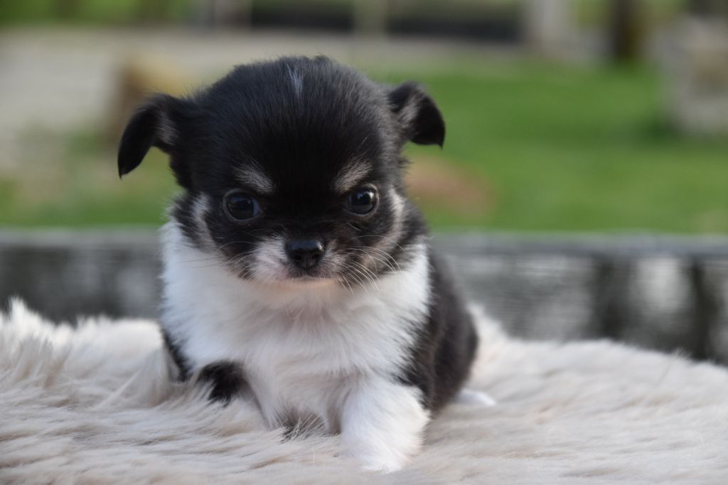 Du Repère Des Poilus - Chiots disponibles - Chihuahua