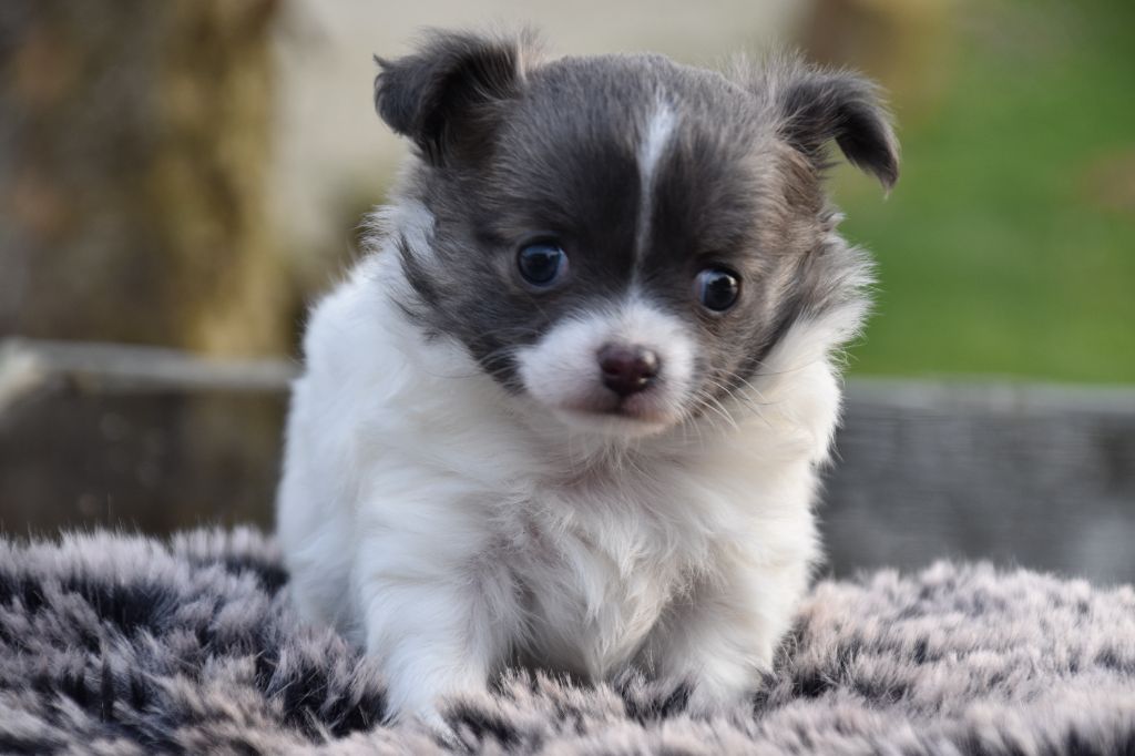 Du Repère Des Poilus - Chiots disponibles - Chihuahua