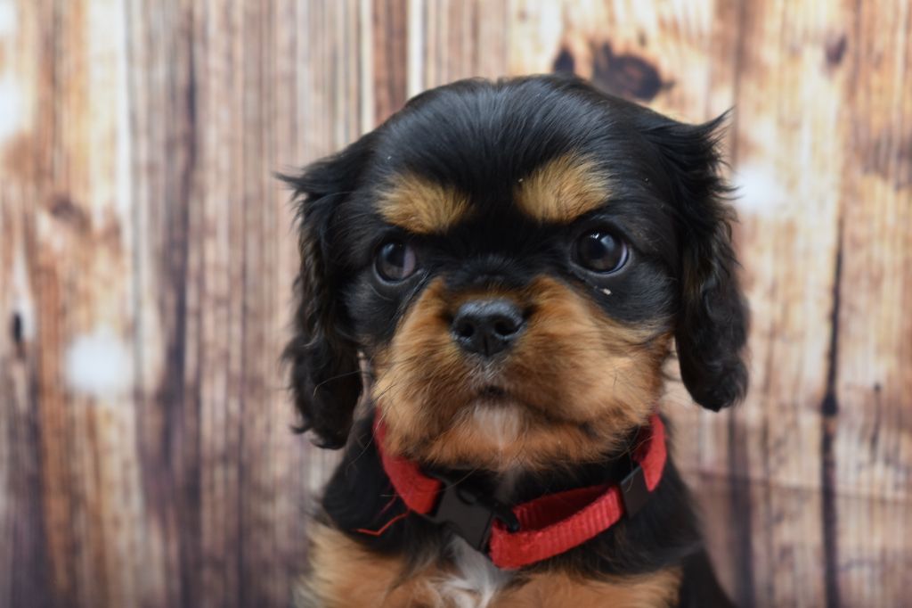 Du Repère Des Poilus - Cavalier King Charles Spaniel - Portée née le 01/12/2024