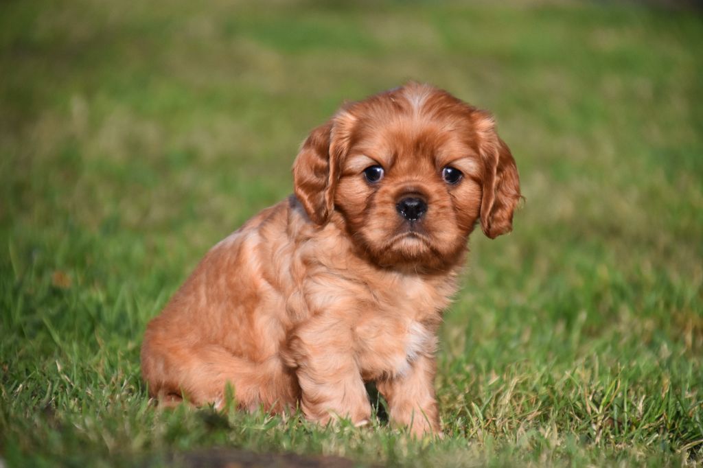 Du Repère Des Poilus - Cavalier King Charles Spaniel - Portée née le 22/06/2024
