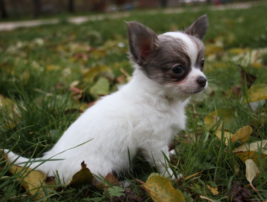 Du Repère Des Poilus - Chihuahua - Portée née le 02/10/2019